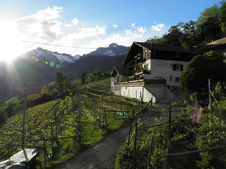 Weingut Linter